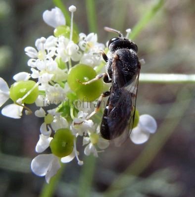 Hylaeus signatus -1