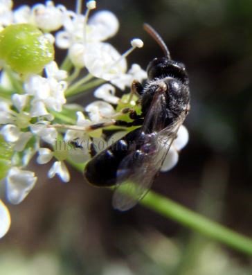 Hylaeus signatus -2