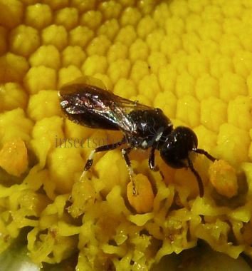 Hylaeus sp-1