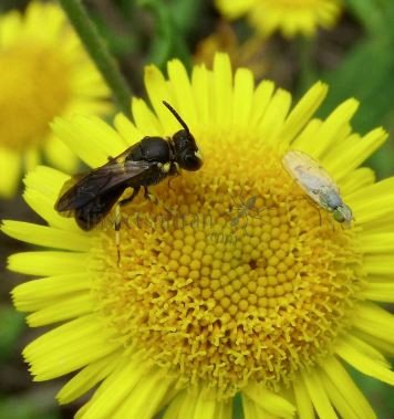 Hylaeus sp-3