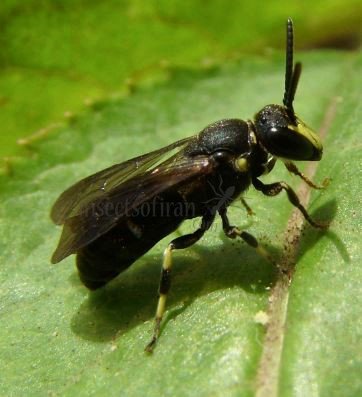 Hylaeus sp-6