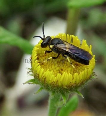 Hylaeus sp-7