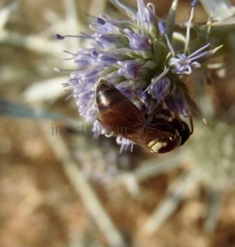 Hylaeus sp-8
