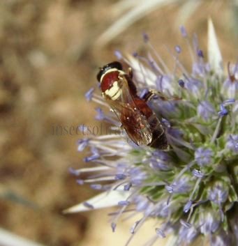 Hylaeus sp-10