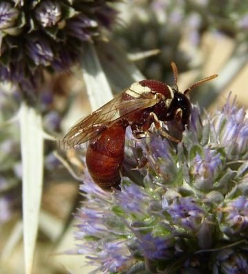 Hylaeus sp-11