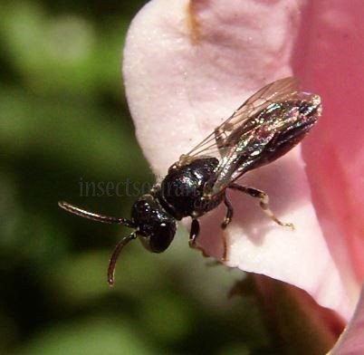 Hylaeus sp-15