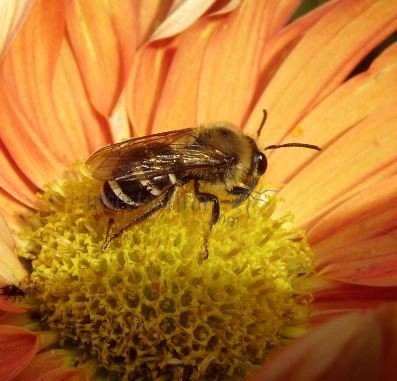 Colletes hederae-2