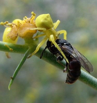 Hylaeus sp-18