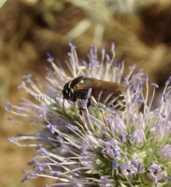 Hylaeus variegatus -1