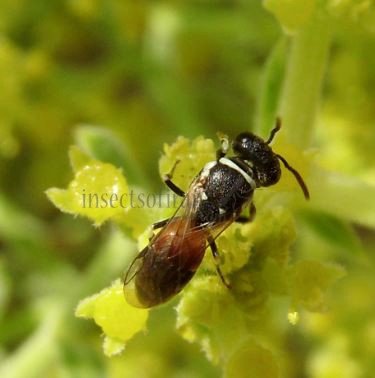 Hylaeus variegatus -3