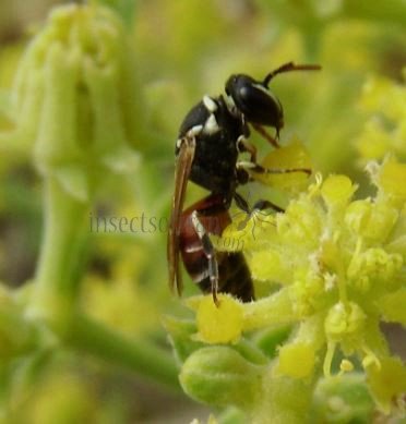 Hylaeus variegatus -4