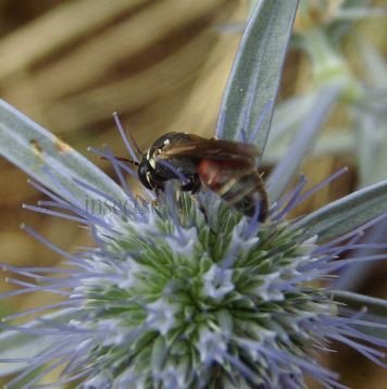 Hylaeus variegatus -5