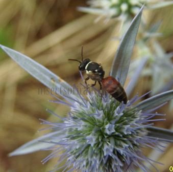 Hylaeus variegatus -6