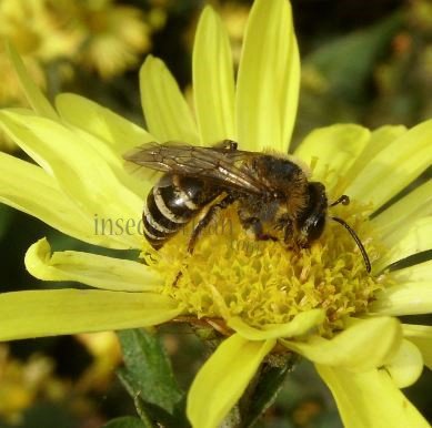 Colletes hederae-3