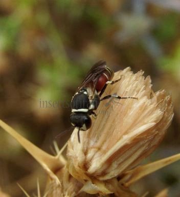 Hylaeus variegatus -7