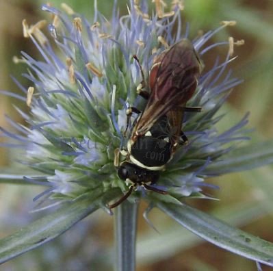 Hylaeus variegatus -11