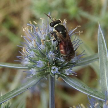Hylaeus variegatus -10