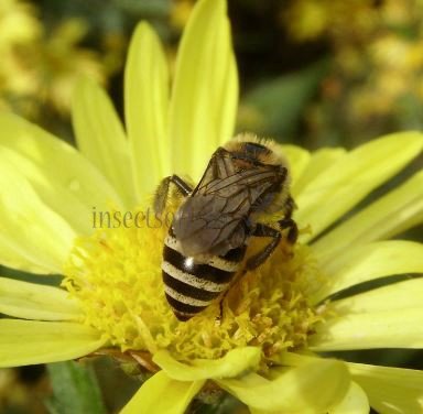Colletes hederae-4