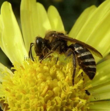 Colletes hederae-5