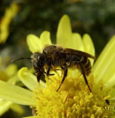 Colletes hederae-7