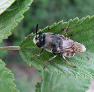 Colletes carinatus