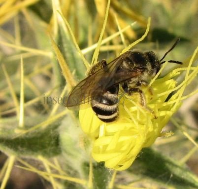 Colletes similis -5