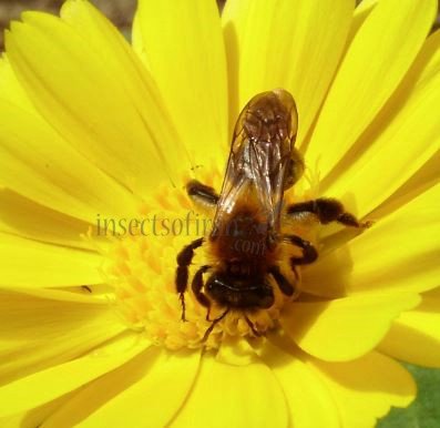 Colletes cunicularius-1