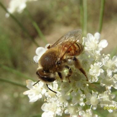 Colletes sp-4