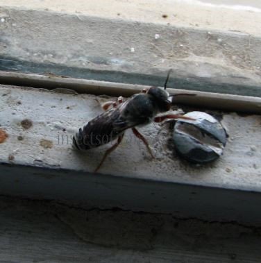 Colletes sp-6