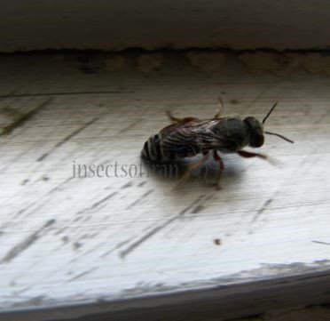 Colletes sp-7