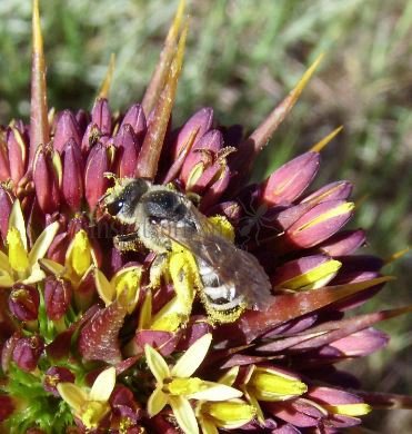 Colletidae-1