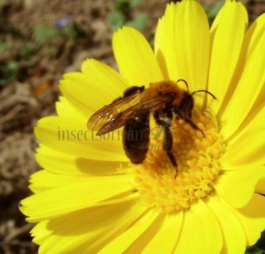 Colletes cunicularius-2