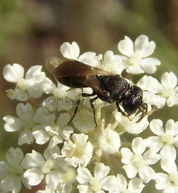 Hylaeus angustatus -3