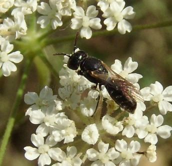 Hylaeus angustatus -4