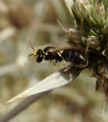 Hylaeus annularis -1