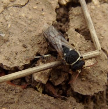 Hylaeus annularis -3