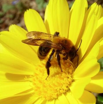 Colletes cunicularius-3