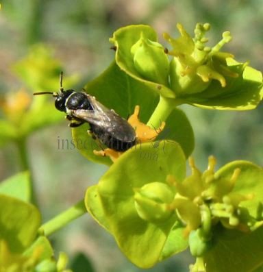 Hylaeus annularis -7