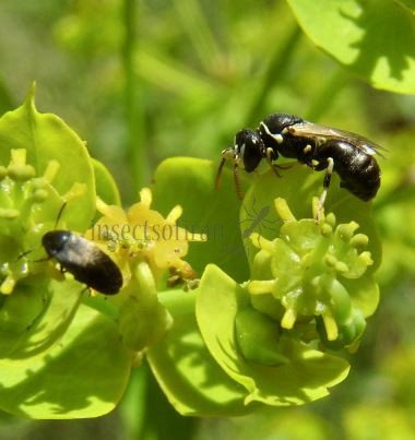 Hylaeus annularis -11