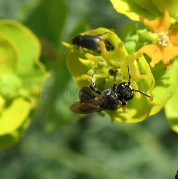 Hylaeus communis-4