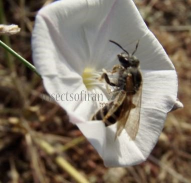 Colletes daviesanus -1