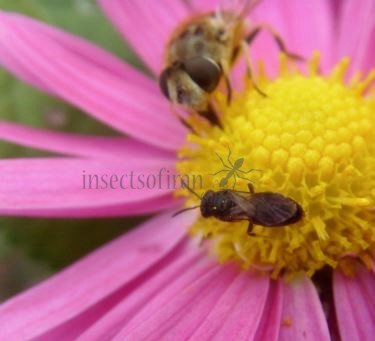 Hylaeus confusus-5