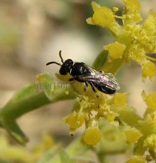 Hylaeus cornutus -1