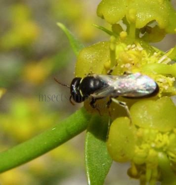 Hylaeus cornutus -2