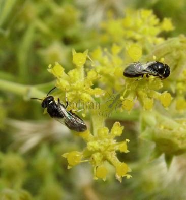 Hylaeus cornutus -4