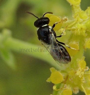 Hylaeus cornutus -5