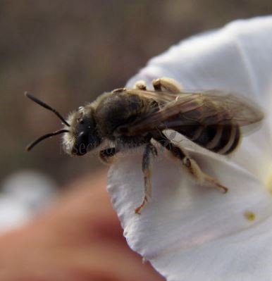 Colletes daviesanus -2