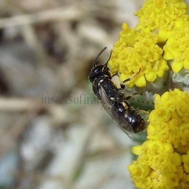 Hylaeus cornutus -6