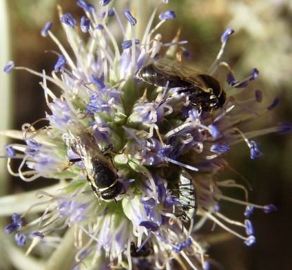Hylaeus cornutus -10