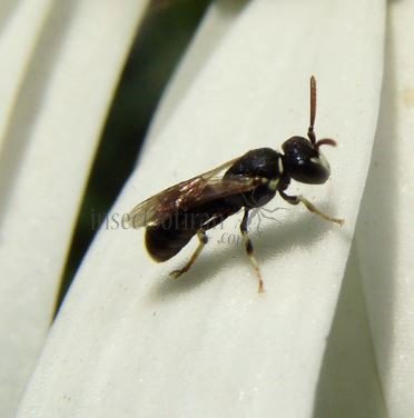 Hylaeus gibbus -1